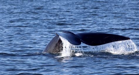 North Atlantic Right Whale: Facts, Info & More | WWF.CA