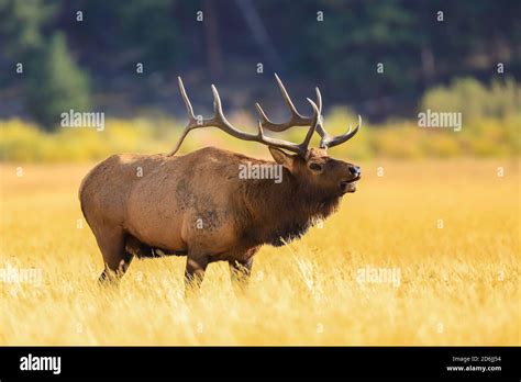 Bull elk in Rocky Mountain National Park with large antlers during the autumn rut Stock Photo ...