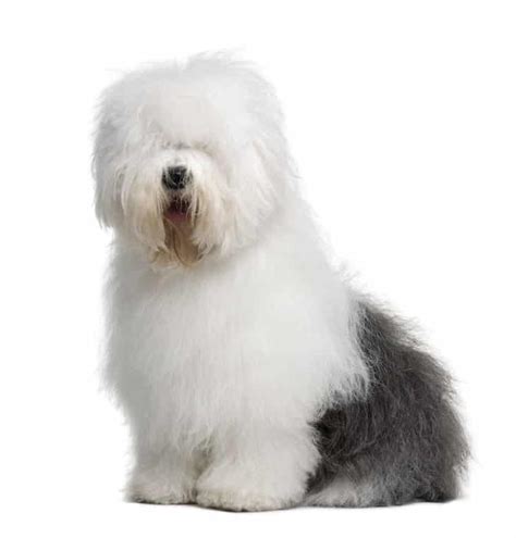 Old English Sheepdog Temperament & Puppy Info (Price, Breeders, etc)