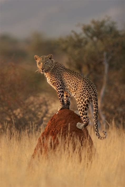 Namibia Wildlife Photography Tour | Iceland Photo Tours