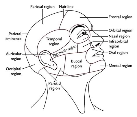 Anatomy and Regions of Head – Earth's Lab