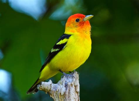 Western Tanager Male | This is a photo of the first Tanager … | Flickr