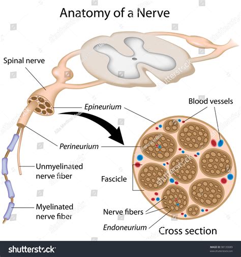 Mental Nerve Anatomy