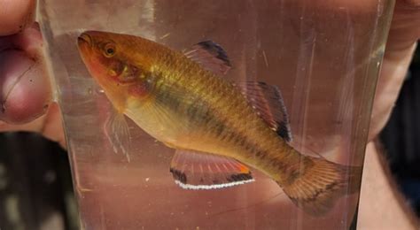 Carp Gudgeon species complex (Hypseleotris spp) (Fish Field Guide North ...