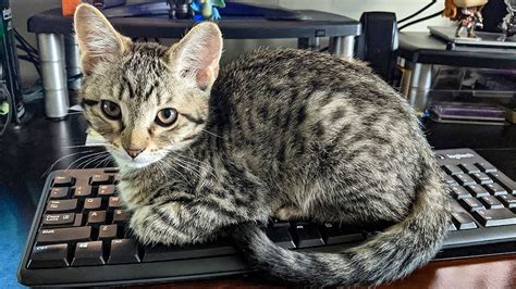 How to cat-proof your laptop or computer: Protect your desk area from kitty | Flipboard