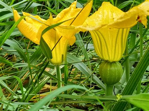 I posted previously, but now this cucumber/squash-like plant has made a bigger flower than I ...