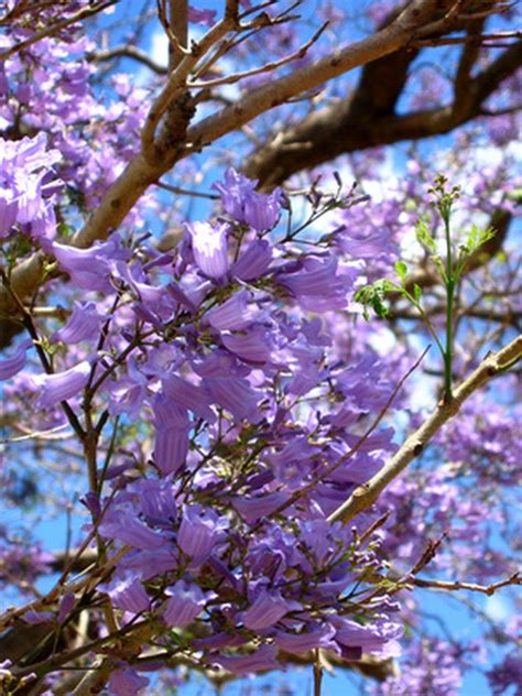 Spring Purple Flowering Trees | Hunker