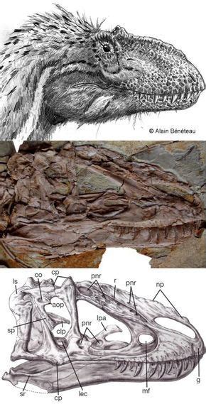 Yutyrannus huali - they had flashy head crest and big nostrils, just like Sinotyrannus. 30 ft ...