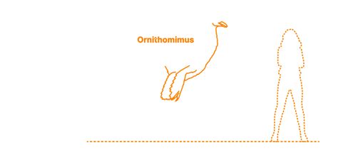 Ornithomimus (Ornithomimus velox) Dimensions & Drawings | Dimensions.com