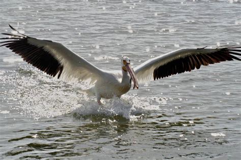 American White Pelican - Pelecanus erythrorhynchos - NatureWorks