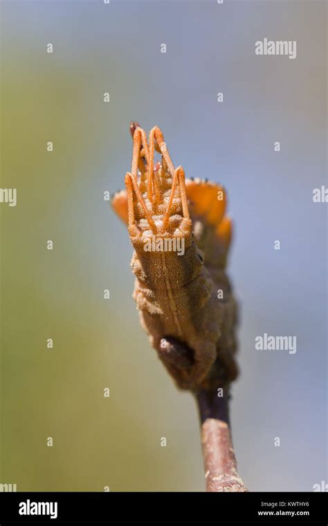 Lobster moth caterpillar Stock Photo - Alamy