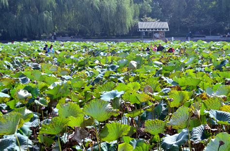 Lotus Flower Pond Free Stock Photo - Public Domain Pictures