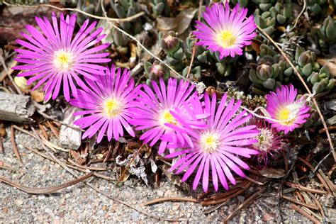 Pink Ice Plant Flowers Close Up – Photos Public Domain