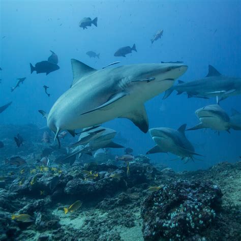 Bull Shark Diving Fiji - SharkDiver