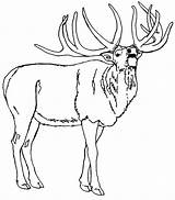 Bull Elk Coloring Pages At GetColoringscom  Free Printable Colorings sketch template