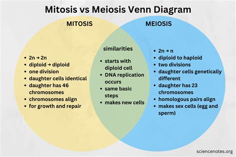 Mitosis vs Meiosis