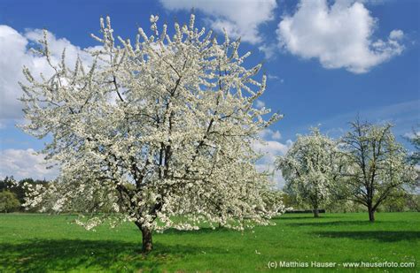 Blühender Baum Im Winter - information online