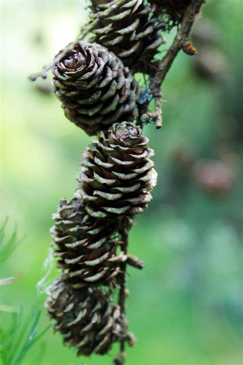 Free Images : forest, nature, pine cone, pine cones, pines, tree, wild, wood 2848x4272 ...