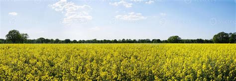 rapeseed or canola field panorama 11020154 Stock Photo at Vecteezy