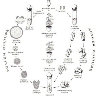 Diagrammatic figure of production haploid plants through pollen and... | Download Scientific Diagram