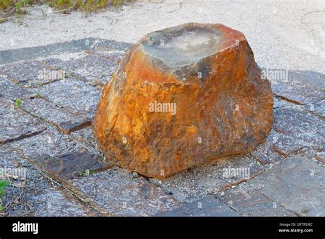 Wattieza tree hi-res stock photography and images - Alamy