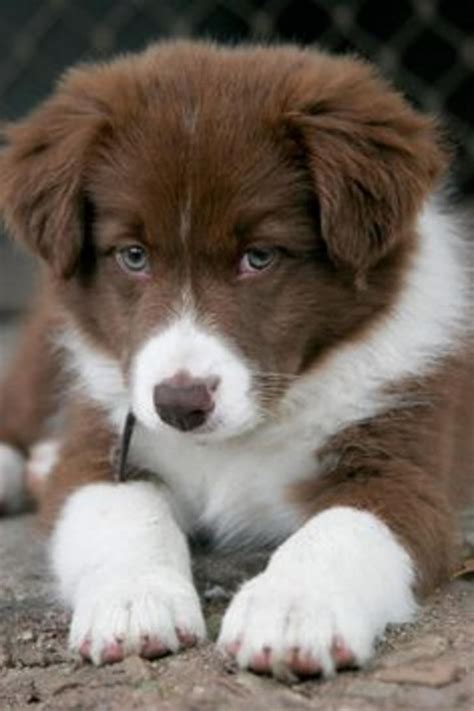 Chocolate Brown Border Collie Puppy | Brown border collie, Border collie puppies and Collie puppies