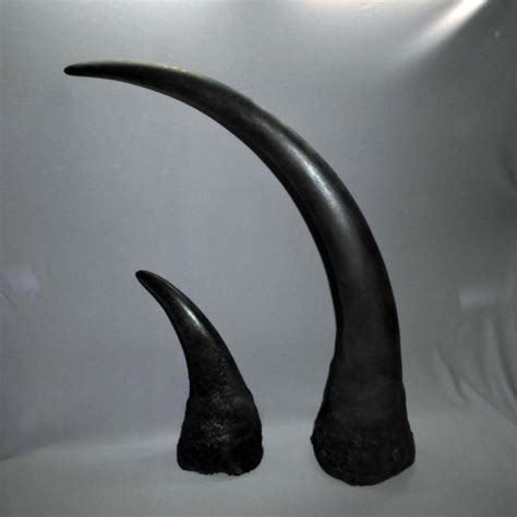 Black Rhinoceros Male Horns - SkeletonsAndSkullsSuperstore