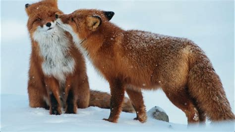 [WILDLIFE FACTS] Snow foxes can locate prey beneath the snow - YouTube