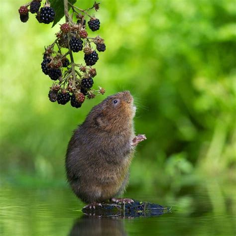 How to Get Rid of Voles in Your Yard | The Family Handyman