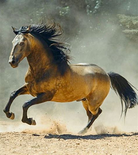 Striking dappled, sooty buckskin dun Lusitano stallion in Portugal ...