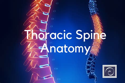 Thoracic Spine Anatomy - Exploring Parts And Functions