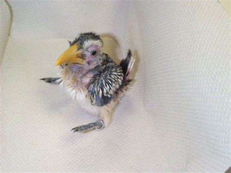 Red Billed Hornbill, Baby