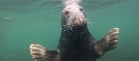 Conversation:Seals clapping - Press Office - Newcastle University