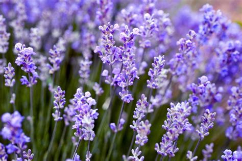 How to Plant, Grow and Care for Lavender | HGTV