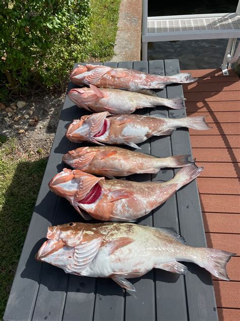 Cape Coral Fishing Charters | Salty Native Charters - Fishing Reports