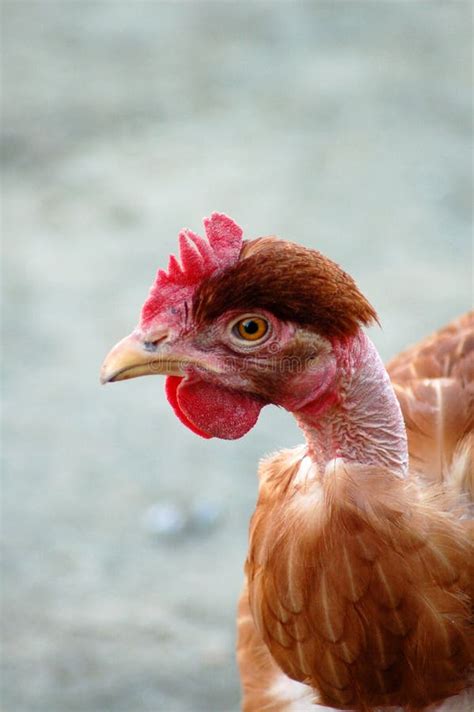 109 Bald Chicken Farm Stock Photos - Free & Royalty-Free Stock Photos from Dreamstime