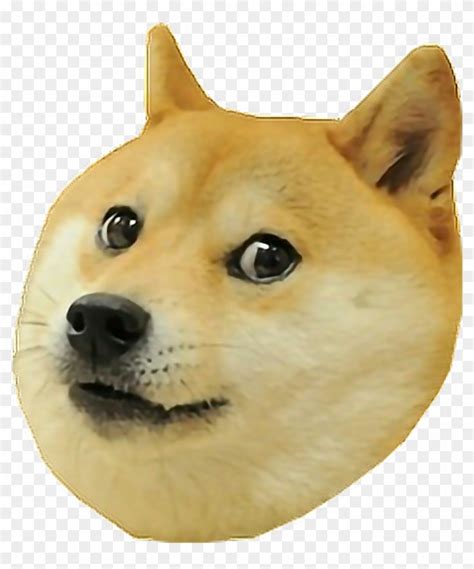 43 Shiba Inu Meme Dog Face