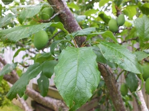 PlantFiles Pictures: Prunus, European Plum, Japanese Plum 'Luisa' (Prunus salicina) by RosinaBloom