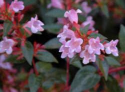 Abelia Shrub - evergreen flowering | Growing, pruning