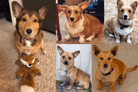 The Dorgi – A Dachshund Corgi Mix Good Enough for Royalty