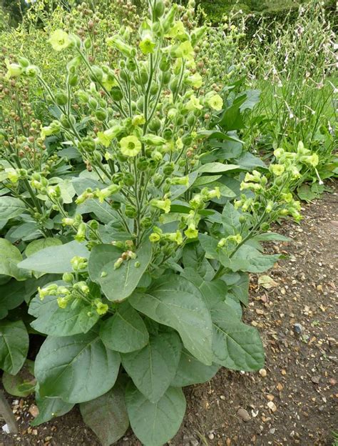 Tobacco (Nicotiana tabacum) - Definition of Tobacco (Nicotiana tabacum)