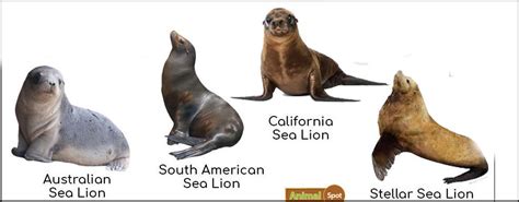 California Sea Lions and Sea Lion Species | Sea Life, Islands and ...