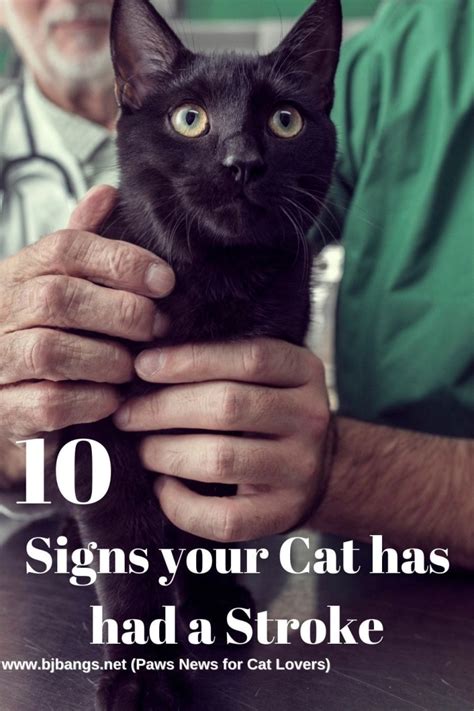 10 signs your cat has had a stroke - Paws News for Cat Lovers