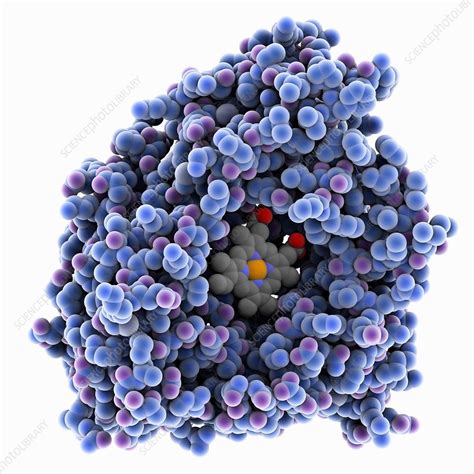 Human cytochrome P450 molecule - Stock Image - C035/5596 - Science Photo Library