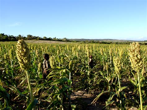 Free picture: children, run, sorghum, field, scare, birds, locusts, field, Ambovombe