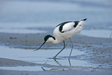 Avocet