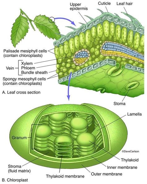 Botany | Life Science & Biomedical | Carlson Stock Art | 1000 | Teaching biology, Biology plants ...