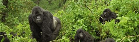 Natural Mountain Gorilla Predators & Silverback Enemies