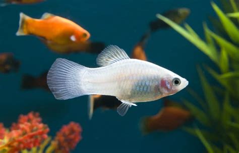 Platy Fish | Ultimate Care Guide & Types of Platy - Fish Laboratory