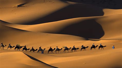 Camel Train In Morocco Full HD Wallpaper and Background Image ...